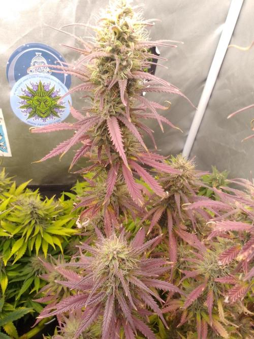 (Bmxtd)x(lxmf1). Week 10
