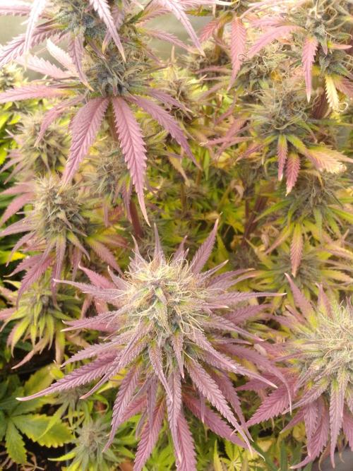 (Bmxtd)x(lxmf1). Week 10