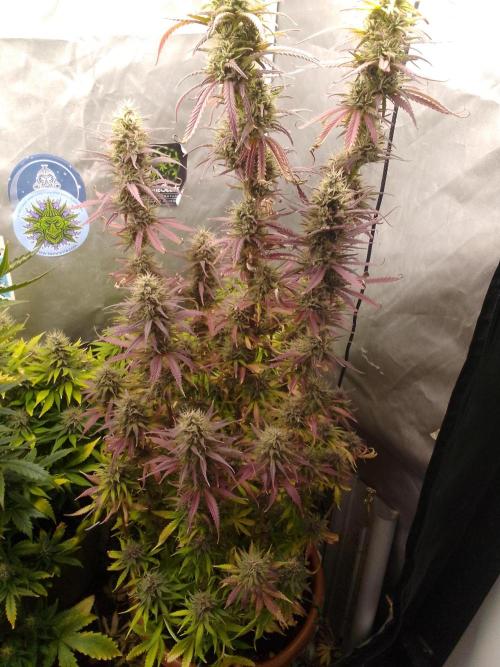 (Bmxtd)x(lxmf1). Week 10