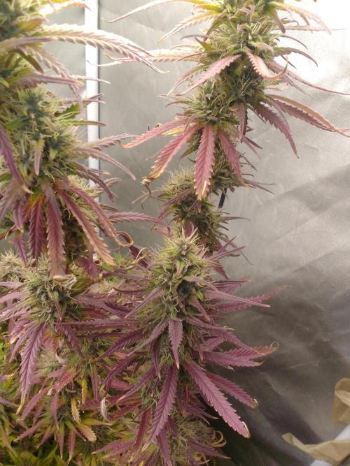(Bmxtd)x(lxmf1). Week 10