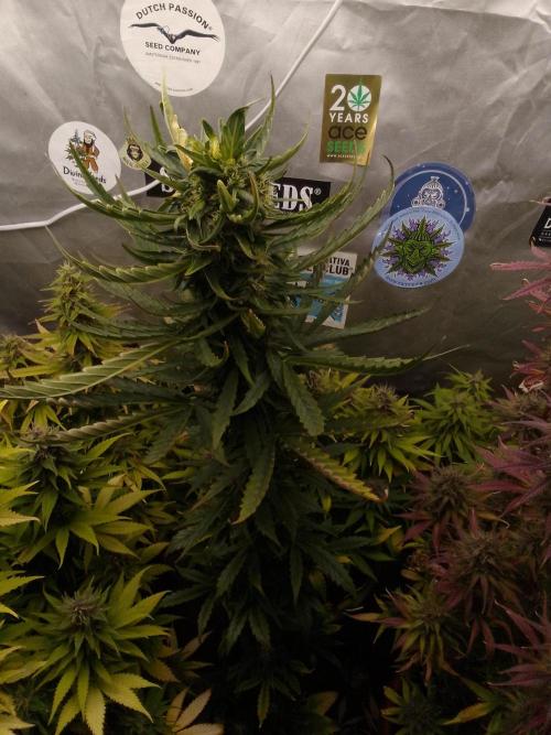 Domina tangy x Tropicana cookies. Week 8