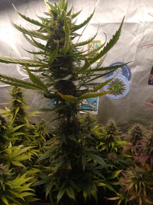 Domina tangy x Tropicana cookies. Week 8
