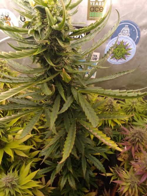 Domina tangy x Tropicana cookies. Week 8