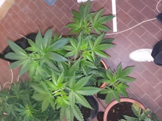 Domina tangy x Tropicana cookies. Week 8 - Sister