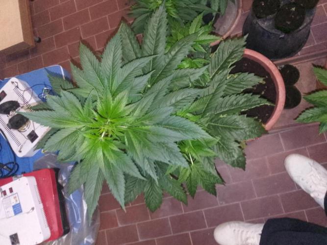 Domina tangy x Tropicana cookies. Week 8 - Sister