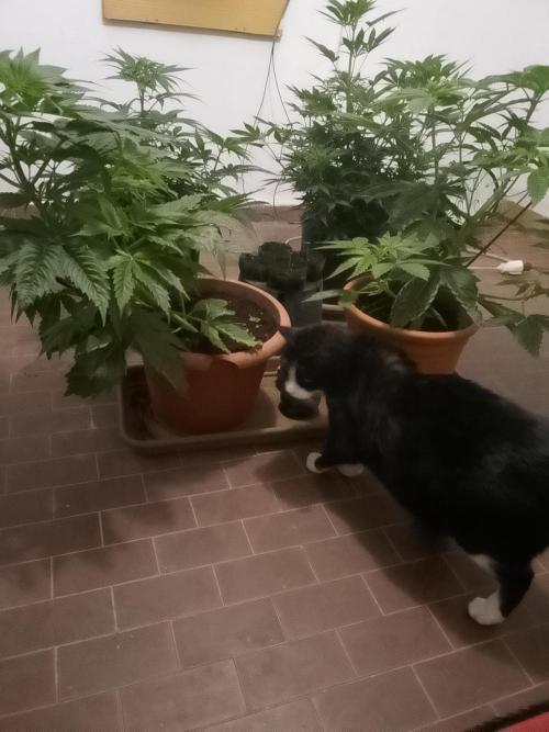 Domina tangy x Tropicana cookies. Week 8 - Sister +cat