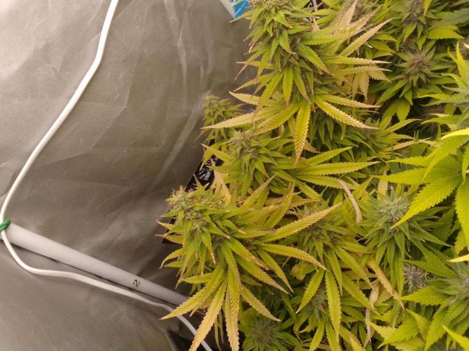 Black muffin x tangy domina S1. Week 13