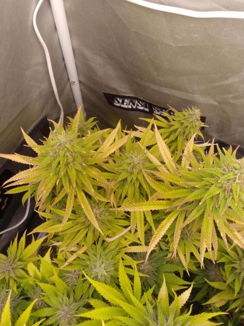 Black muffin x tangy domina S1. Week 13