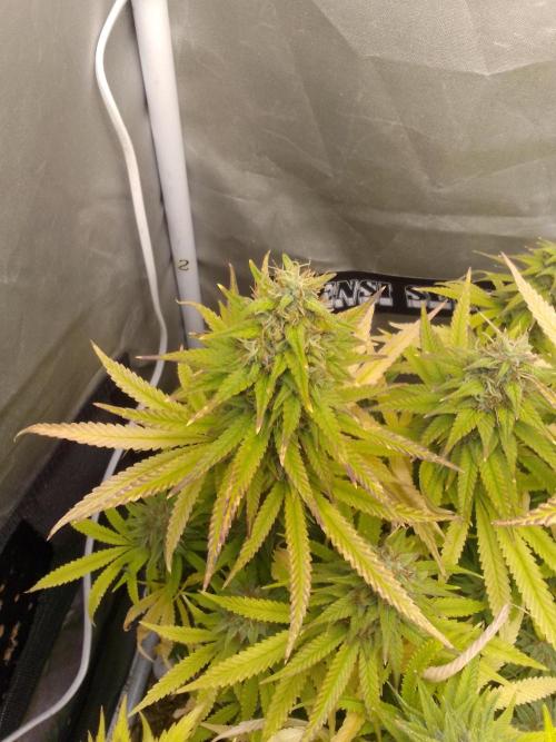 Black muffin x tangy domina S1. Week 13