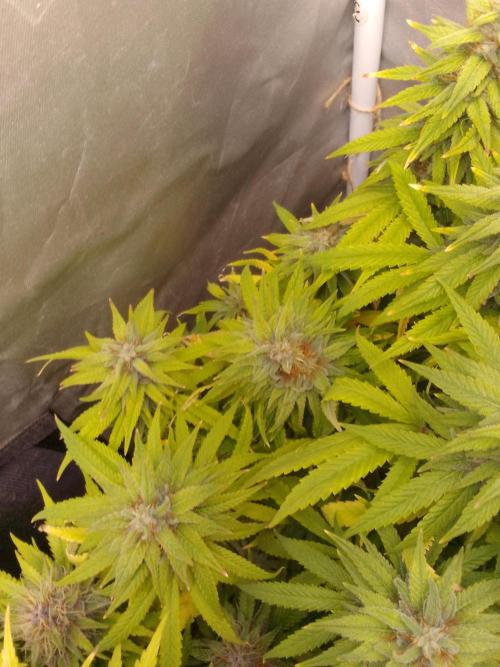 Black muffin x tangy domina S1. Week 13