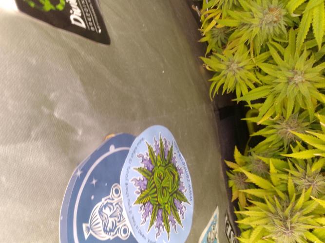 Black muffin x tangy domina S1. Week 13