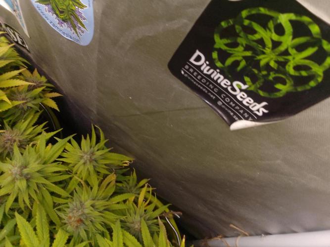 Black muffin x tangy domina S1. Week 13