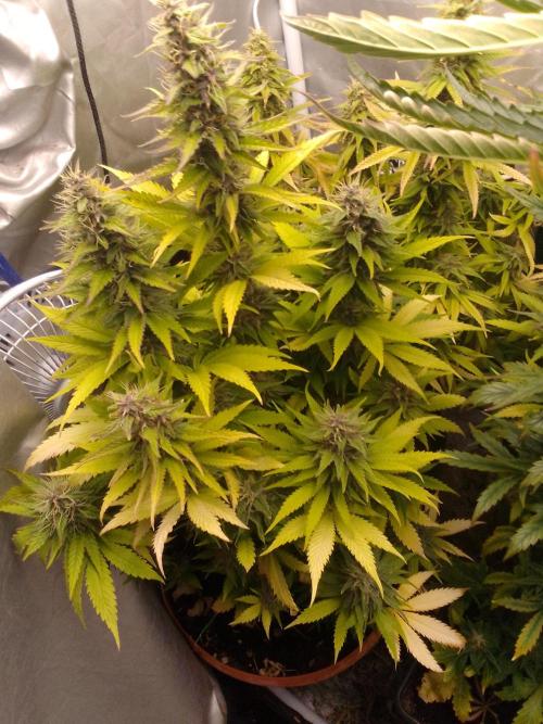 (bmxtd)x dd. Week 10