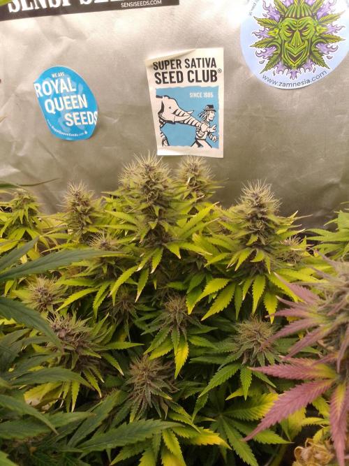 (bmxtd)x dd. Week 10