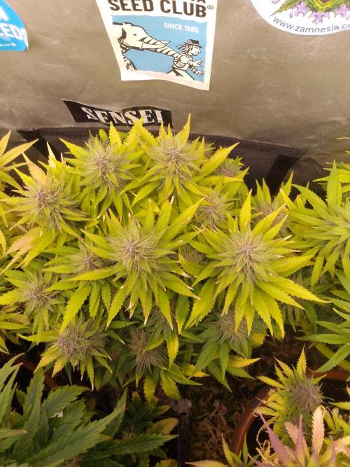 (bmxtd)x dd. Week 10