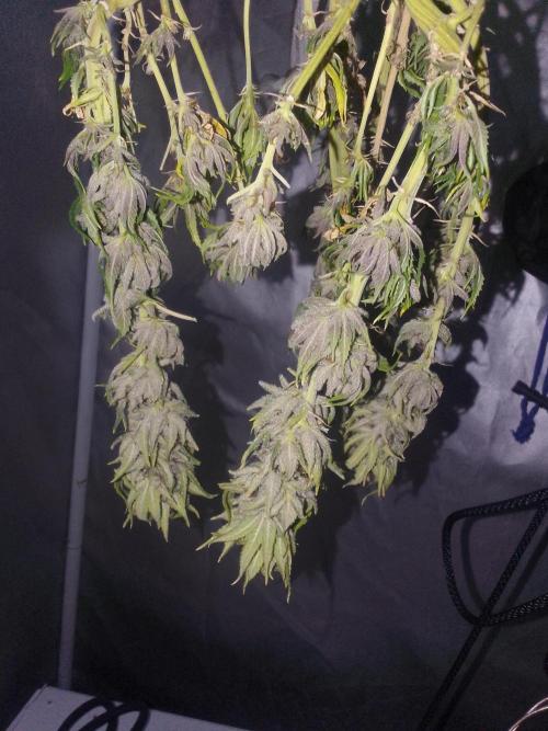 Black muffin x tangy domina S1. Week 14