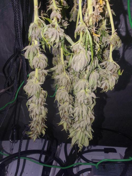 Black muffin x tangy domina S1. Week 14