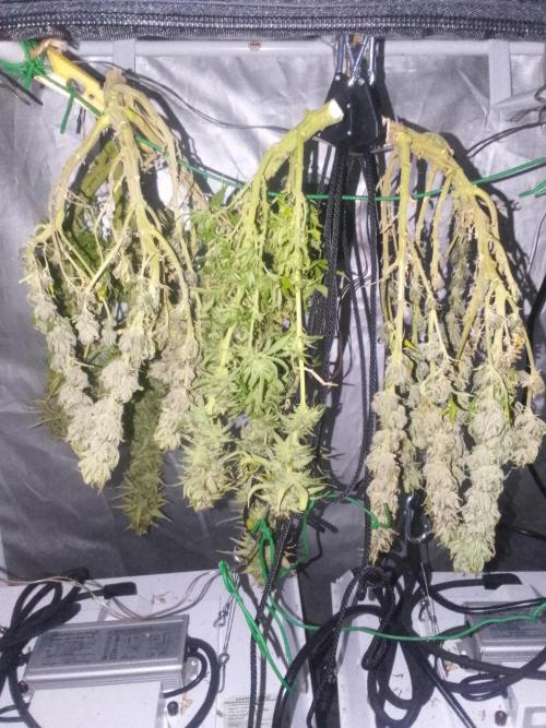 Black muffin x tangy domina S1. Week 14