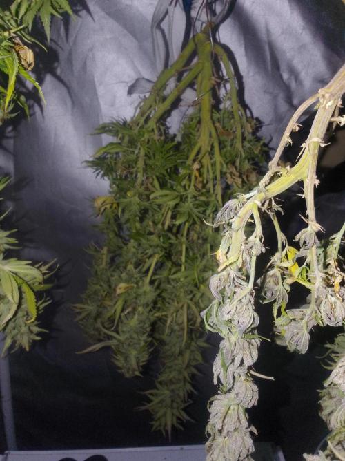 Black muffin x tangy domina S1. Week 14