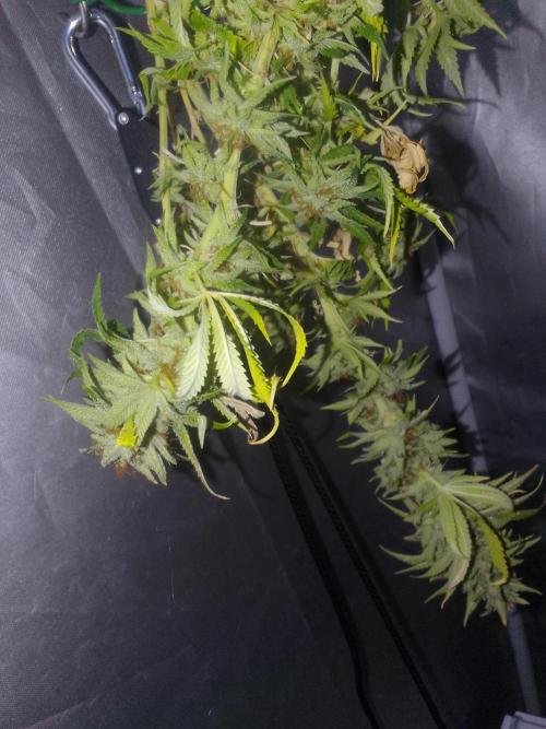 Black muffin x tangy domina S1. Week 14