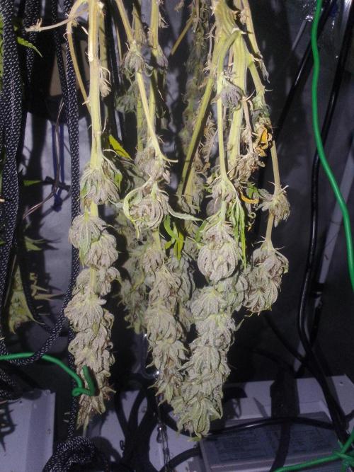 Black muffin x tangy domina S1. Week 14