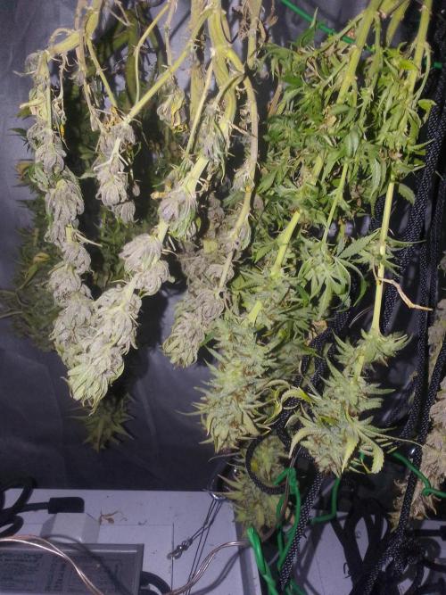 Black muffin x tangy domina S1. Week 14