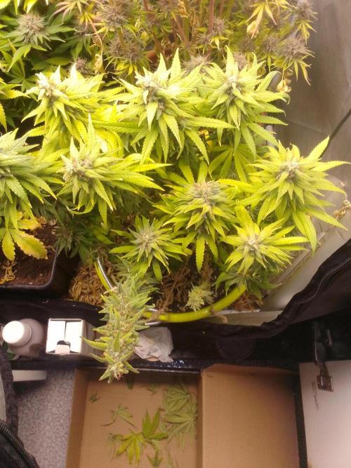 Black muffin x tangy domina S1. Week 14