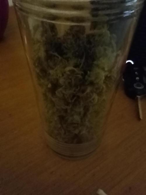 Black muffin x tangy domina S1. Week 15