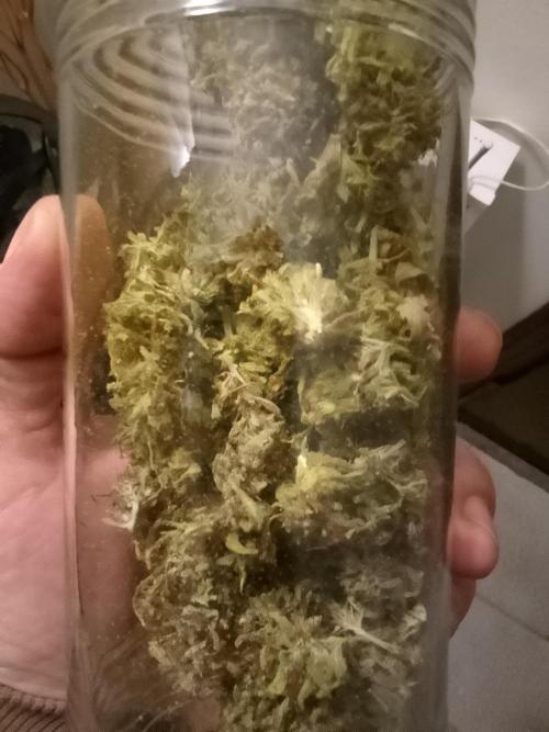 Black muffin x tangy domina S1. Week 15