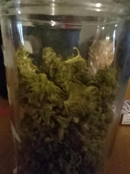 Black muffin x tangy domina S1. Week 15