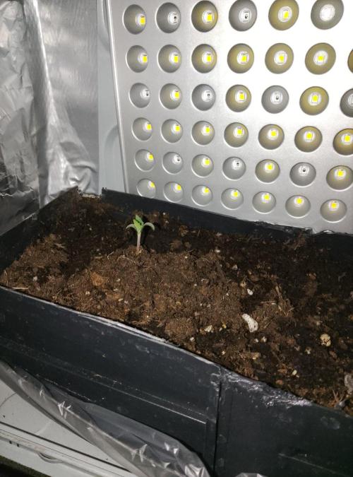 Mini grow pc. Week 0