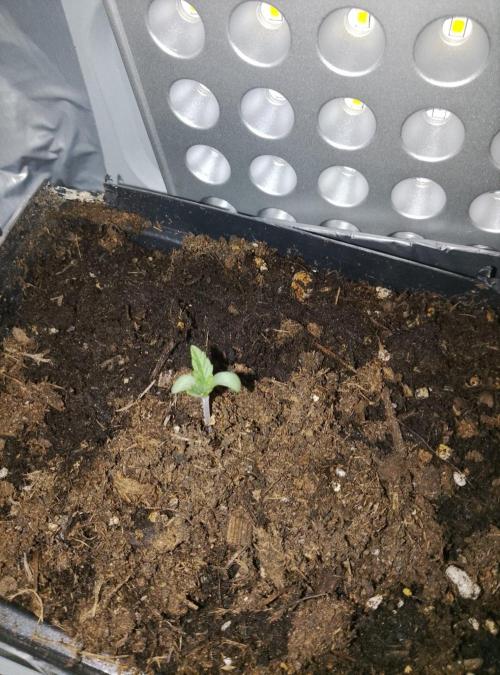 Mini grow pc. Week 0