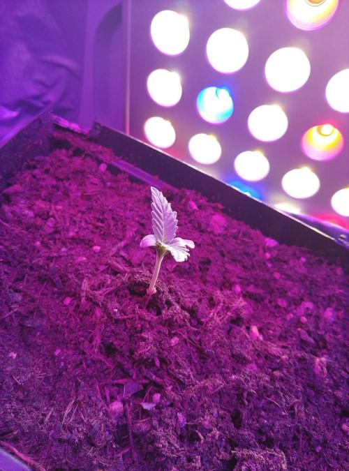 Mini grow pc. Week 1