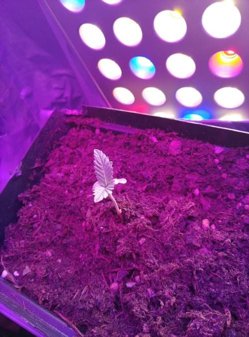 Mini grow pc. Week 1