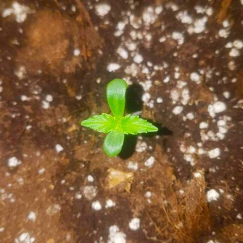 Girl Scout Cookies "FastBuds" HPS 1000W. Week 1