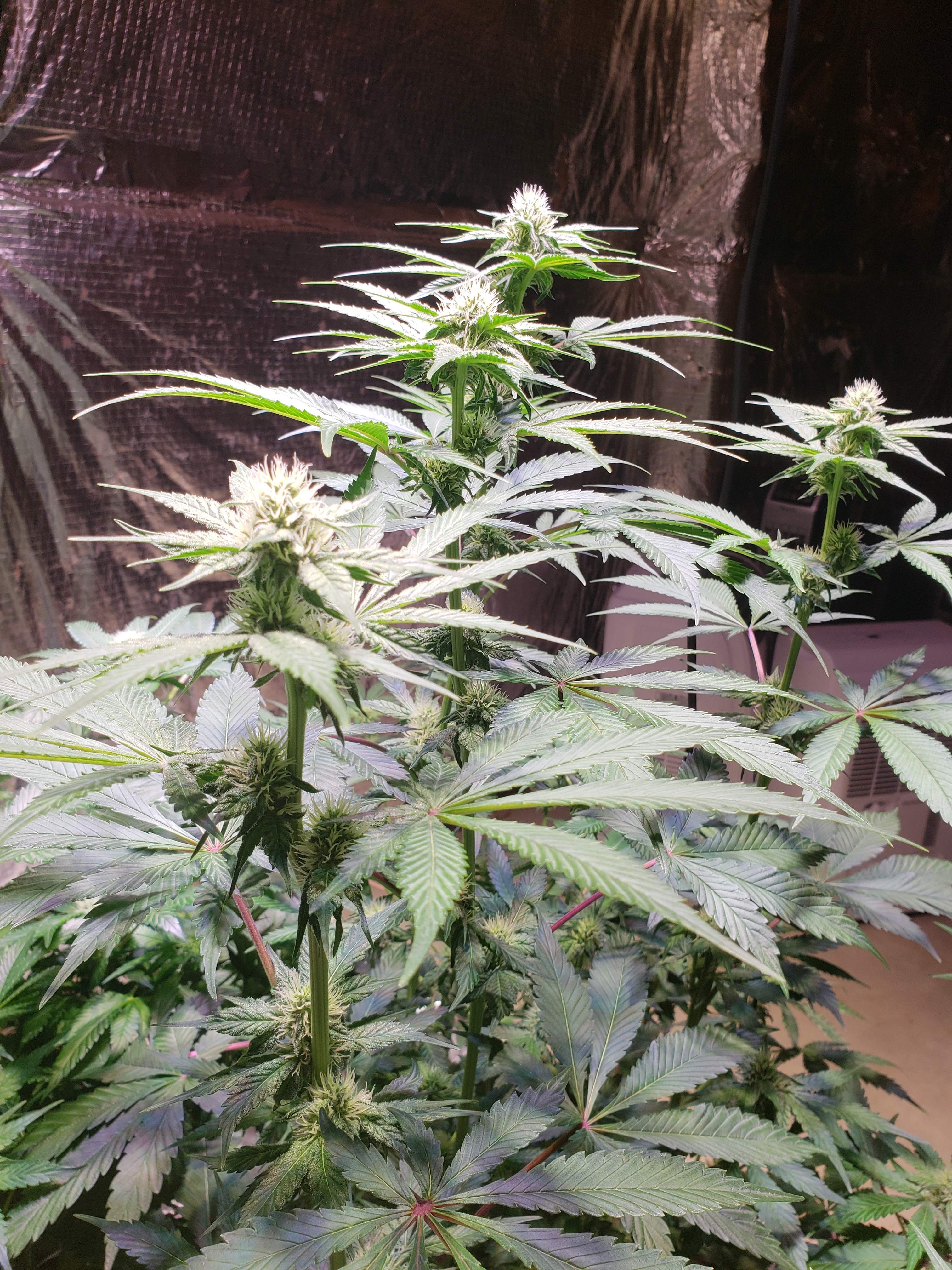 Zweet Breath Strain - m1ltjxz