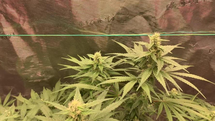 Fat Bastard weedseedexpress