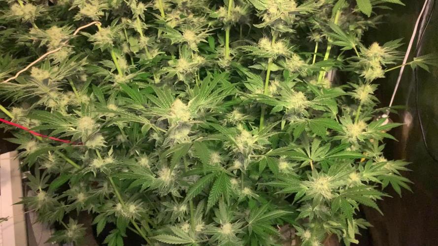 Fat Bastard weedseedexpress