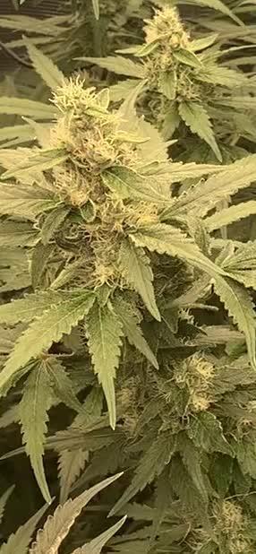 Fat Bastard weedseedexpress