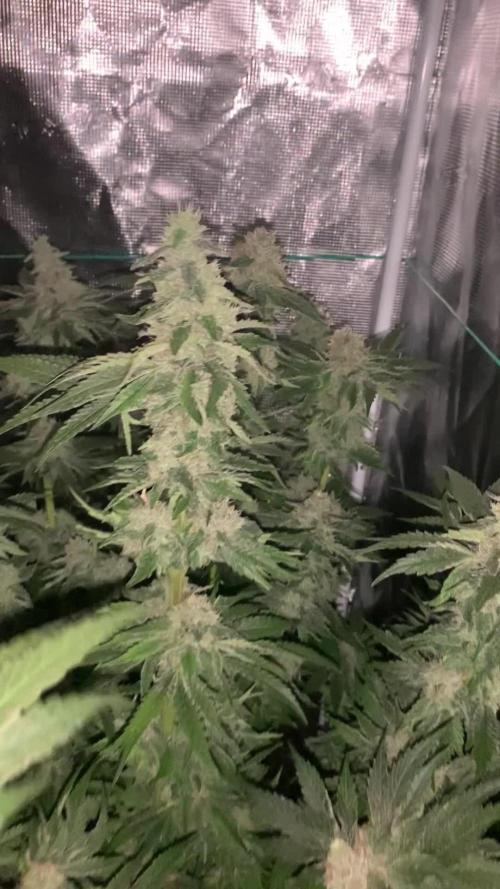 Fat Bastard weedseedexpress