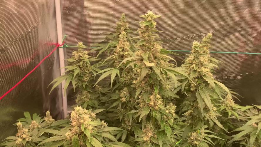 Fat Bastard weedseedexpress