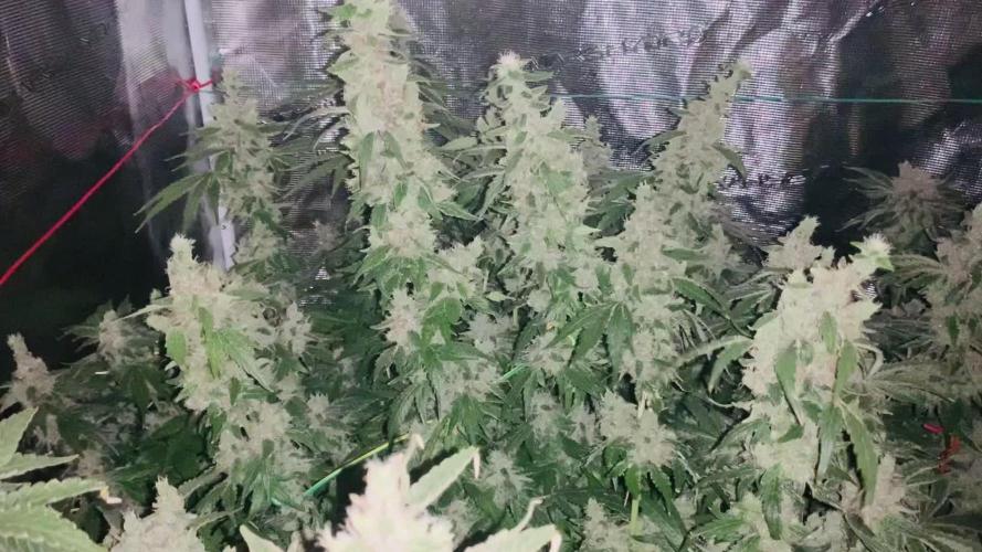 Fat Bastard weedseedexpress