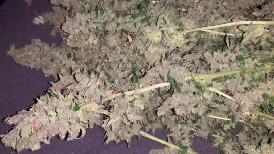 Fat Bastard weedseedexpress