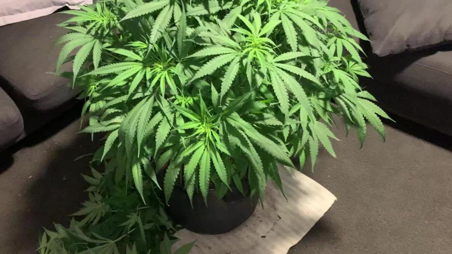 Orange Dream Dutchfem