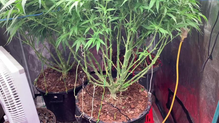Critical XL