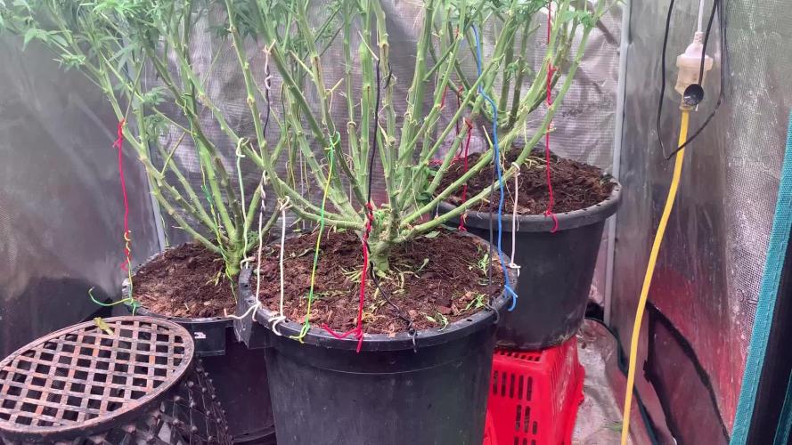 Orange Dream Dutchfem