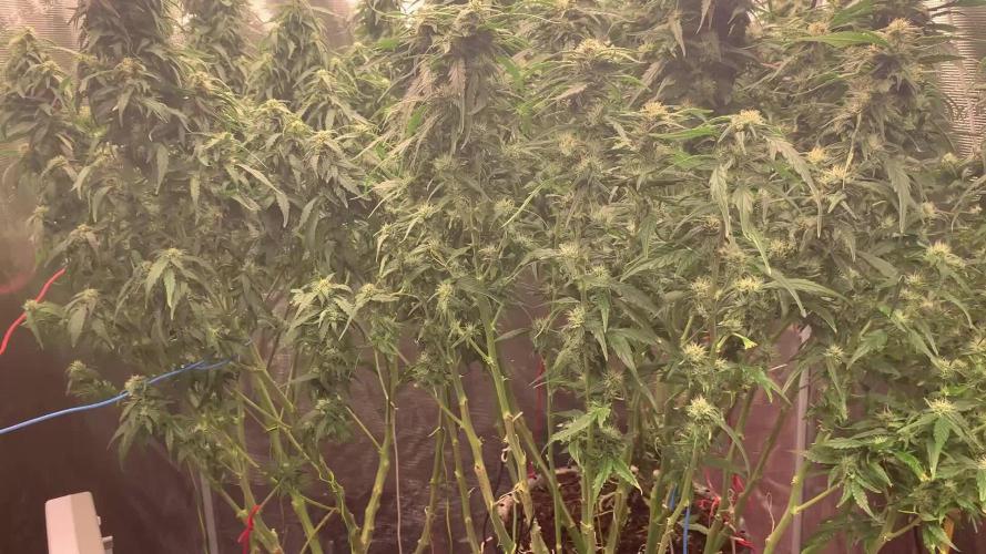 Critical XL