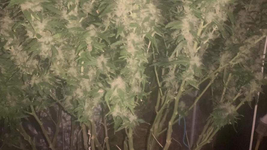 Orange Dream Dutchfem