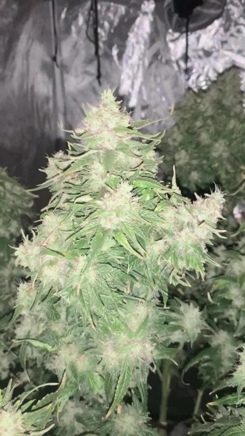 Orange Dream Dutchfem