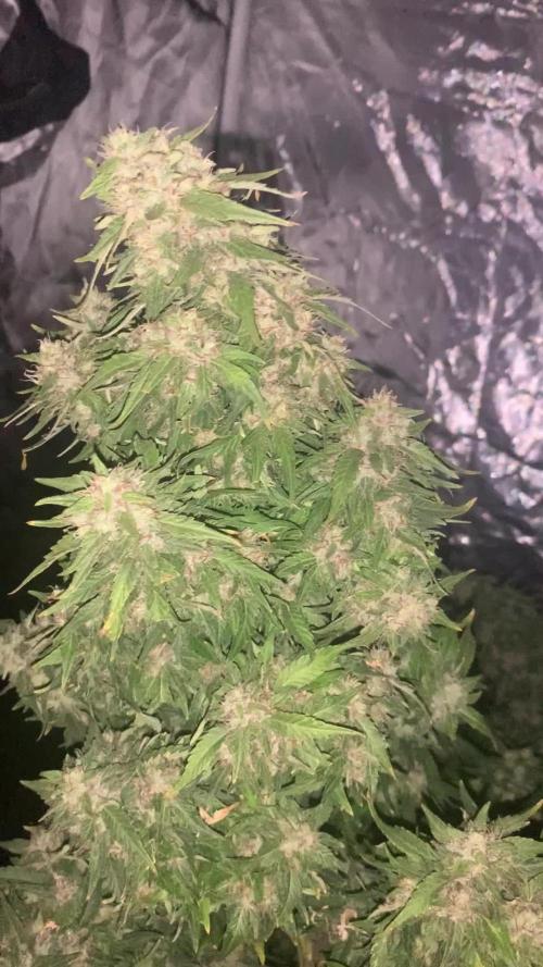 Critical XL